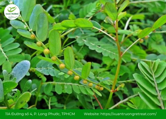 Cây uống mát gan giải độc, an toàn, hiệu quả