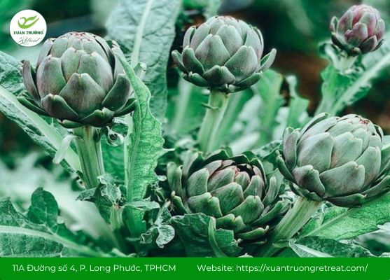 Atiso – giúp mát gan, giảm mụn, thanh lọc cơ thể hiệu quả