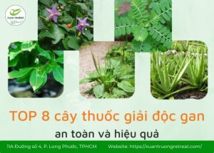 cây uống mát gan giải độc