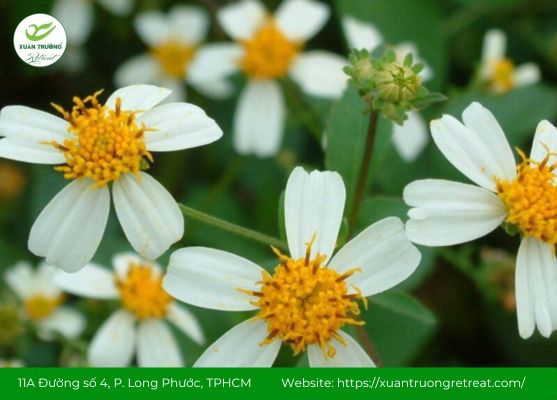 Cận cảnh thân, lá và hoa xuyến chi mọc hoang dại