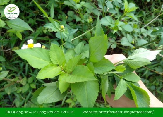 Tinh chất xuyến chi giúp làm chậm quá trình lão hóa da