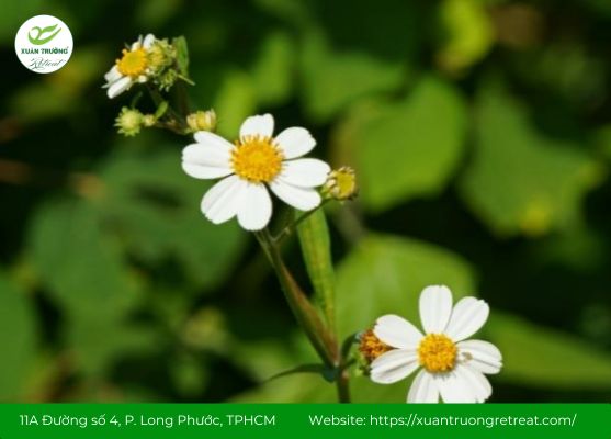 Uống nước sắc xuyến chi giúp ổn định huyết áp tự nhiên