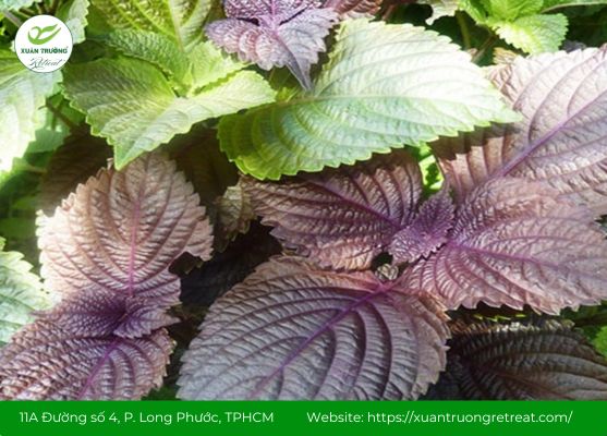 Lá tía tô chữa cảm theo y học cổ truyền an toàn hiệu quả