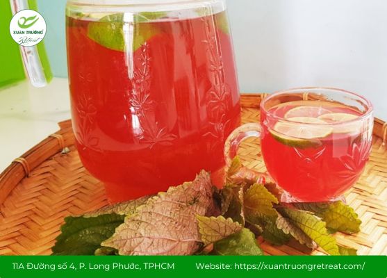 Các bài thuốc dân gian chữa cảm bằng lá tía tô đơn giản dễ làm