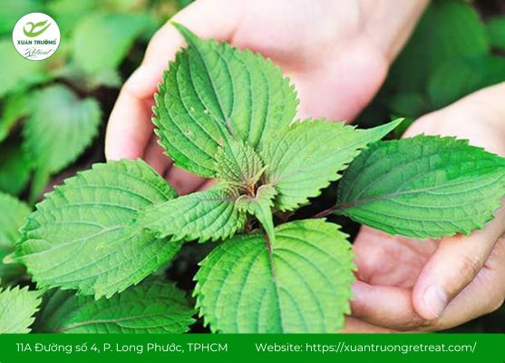 Mẹo tăng hiệu quả khi chữa cảm bằng lá tía tô tại nhà