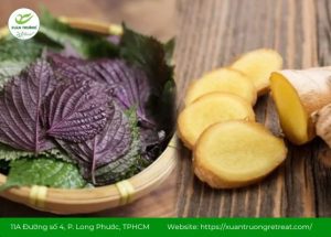 Chữa cảm bằng lá tía tô