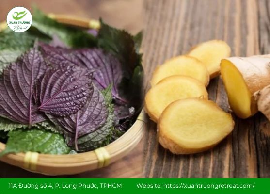 Chữa cảm bằng lá tía tô