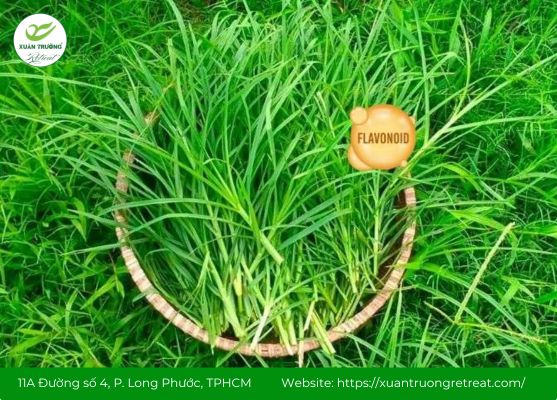 Cỏ mần trầu – thảo dược giúp thanh nhiệt, giải độc, kháng viêm