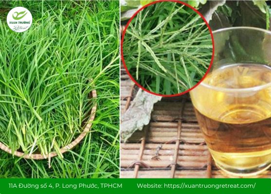 Cỏ mần trầu trong các bài thuốc dân gian cổ truyền Việt Nam