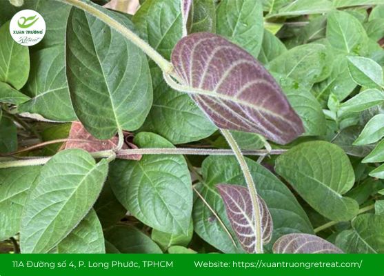 Lá mơ lông giúp ức chế vi khuẩn đường ruột và làm dịu niêm mạc