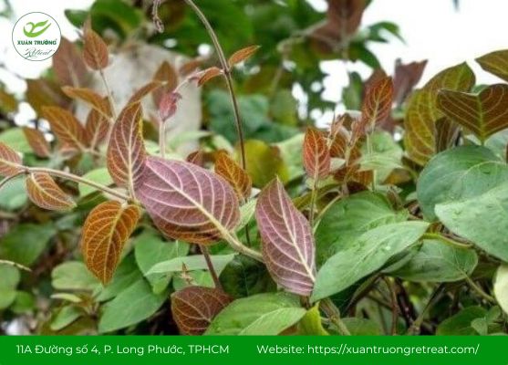 Dược tính lá mơ lông giúp giảm viêm, giảm đau nhức hiệu quả