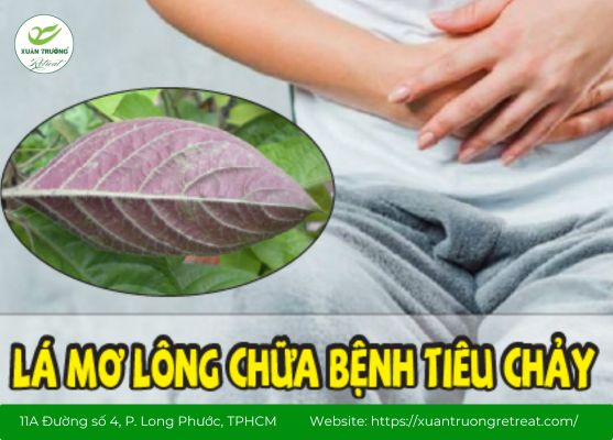 Cách dùng lá mơ lông chữa tiêu chảy an toàn tại nhà