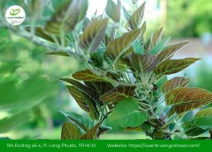 Lá mơ lông chữa tiêu chảy