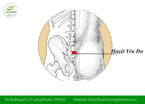 Vị trí huyệt Yêu Du trên vùng lưng giúp khai thông khí huyết