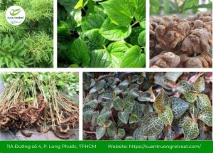 vị thuốc nam quen thuộc