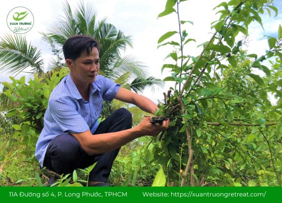 Cây xạ đen mọc tự nhiên vùng núi Việt Nam