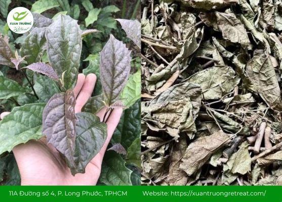 Nhận diện cây xạ đen qua lá và thân đặc trưng