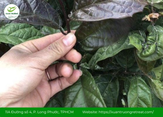 Cây xạ đen hỗ trợ miễn dịch, chống oxy hóa hiệu quả