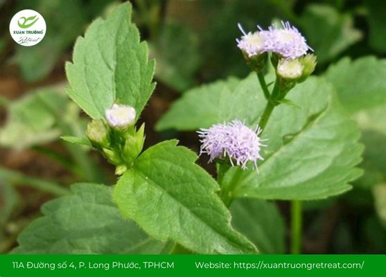 Cỏ hôi – Hỗ trợ làm dịu viêm và thông xoang tự nhiên