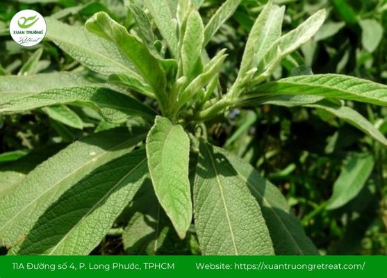 Đại bi – Lá thơm giúp giảm đau nhức và thông đường thở