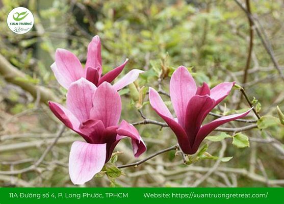 Tân di hoa – Dược liệu giúp thông mũi và giảm triệu chứng xoang