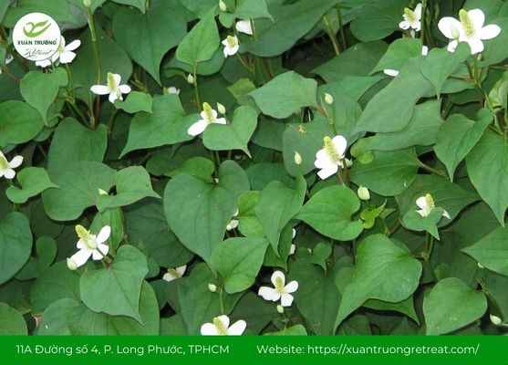 Diếp cá – Thảo dược trị viêm xoang và thanh nhiệt