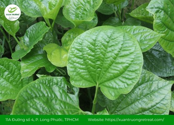 Lá lốt – Nguyên liệu dân gian giúp giảm nghẹt và đau xoang