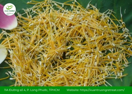 Nhị sen trong các bộ phận của hoa sen giúp an thần, thư giãn