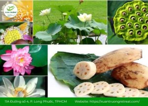 các bộ phận của hoa sen