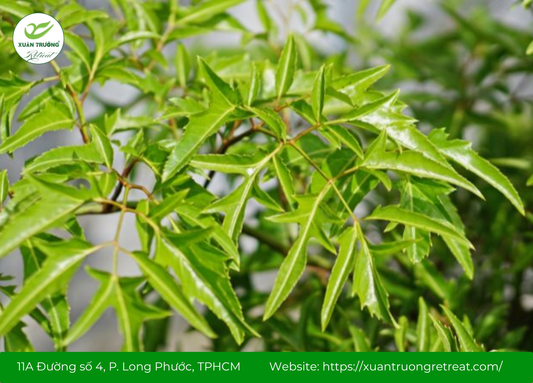 Lá đinh lăng là cây thuốc nam chữa mất ngủ giảm căng thẳng, bồi bổ sức khỏe