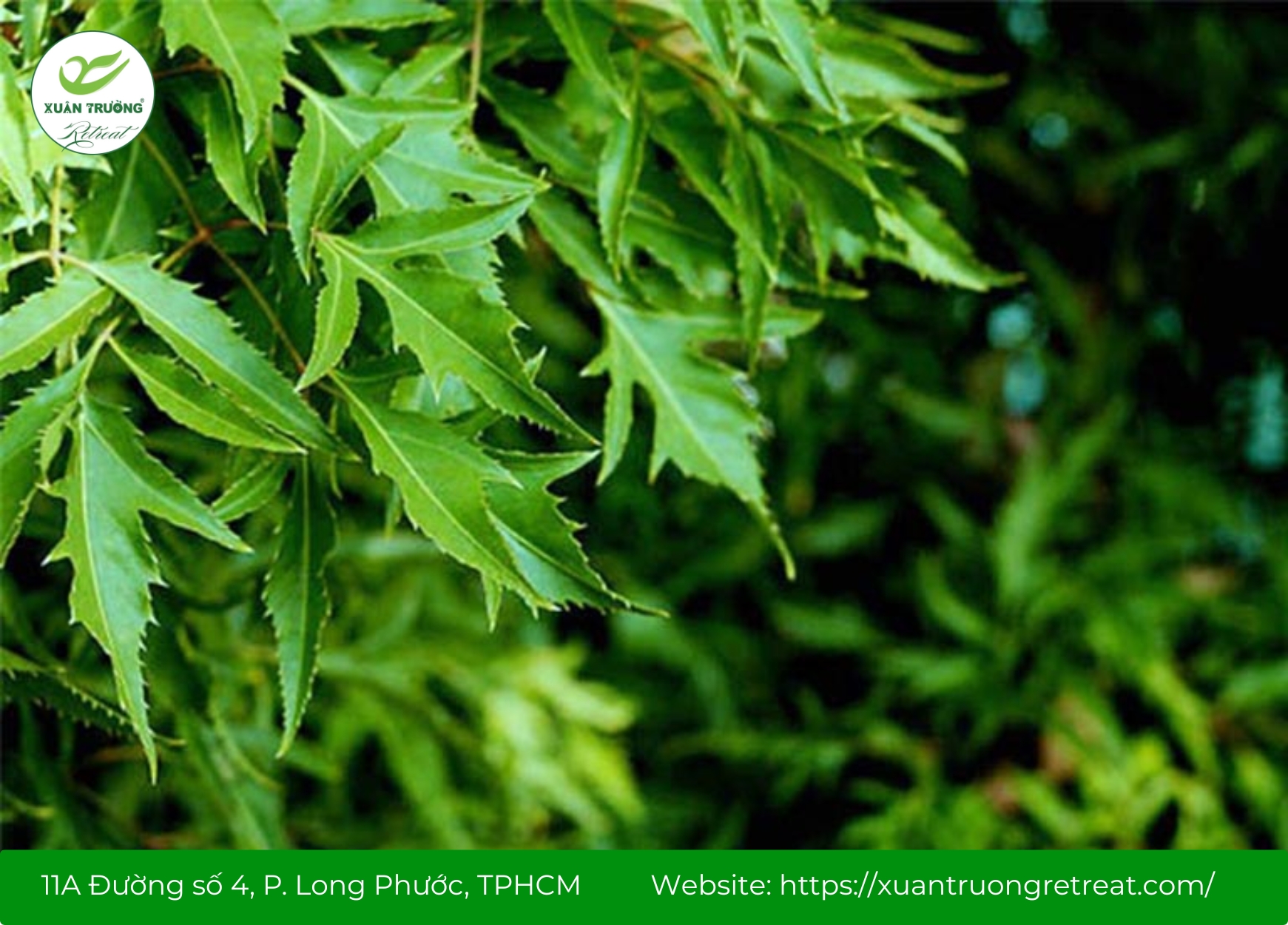 Lá đinh lăng giúp làm dịu ngứa, hỗ trợ giảm viêm da cơ địa