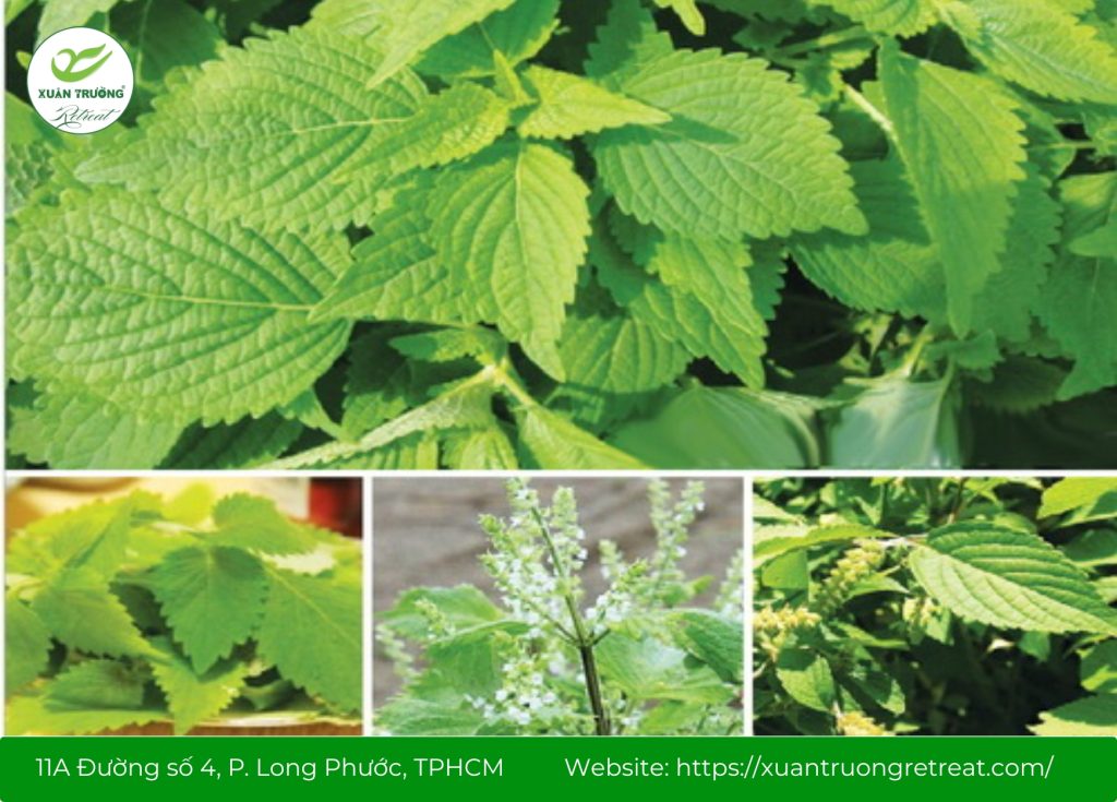 cây thuốc nam chữa viêm da cơ địa