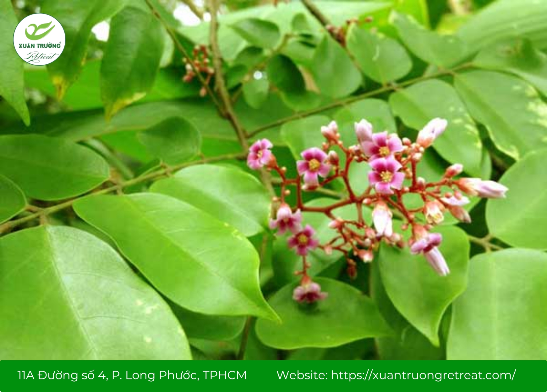 Lá khế – Cây thuốc nam chữa viêm da cơ địa, giảm bong tróc da