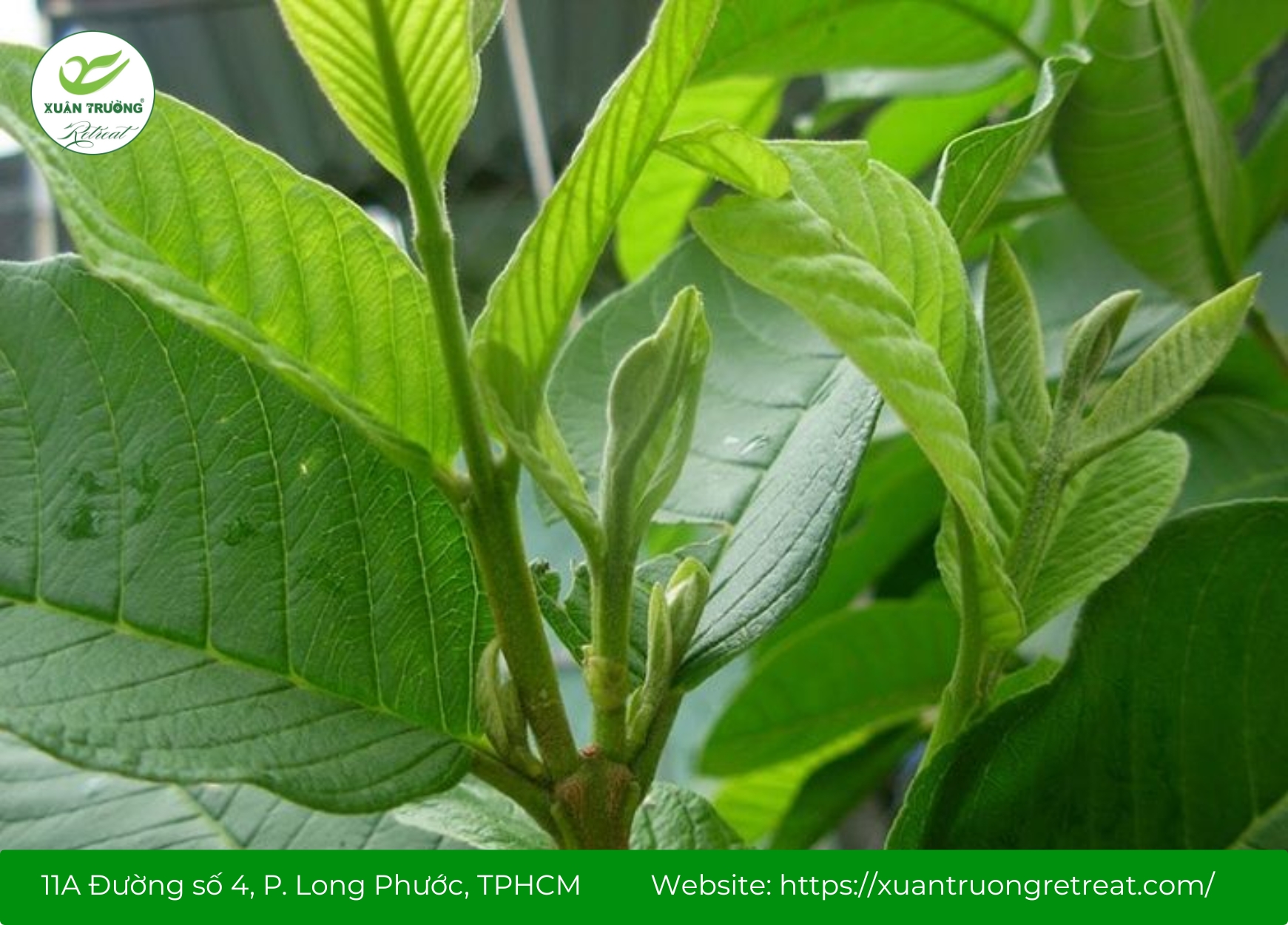 Lá ổi – Chữa viêm da cơ địa, kháng khuẩn và phục hồi da