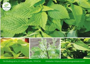 cây thuốc nam chữa viêm da cơ địa