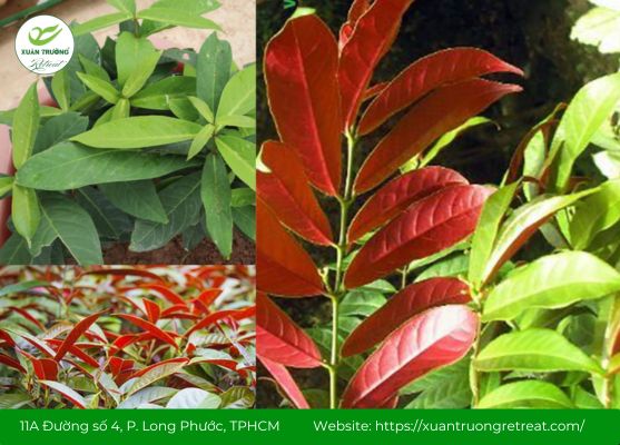 Đơn tướng quân - Cây thuốc nam chữa viêm loét dạ dày tá tràng