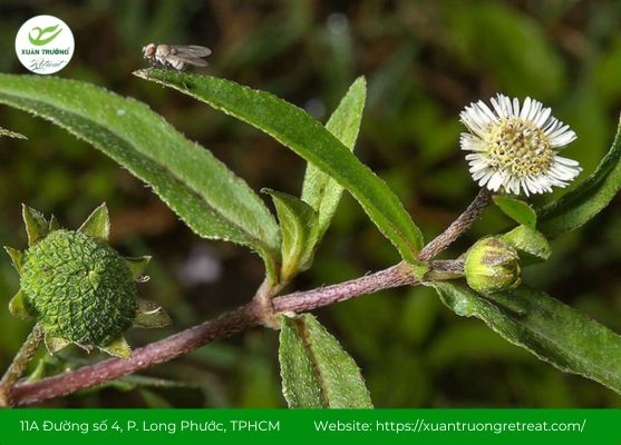 Cỏ nhọ nồi - Cây thuốc nam chữa viêm loét dạ dày tá tràng hiệu quả