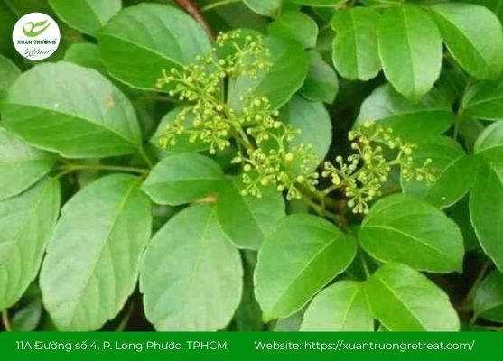 Chè dây giúp giảm đau và cân bằng acid dạ dày tự nhiên