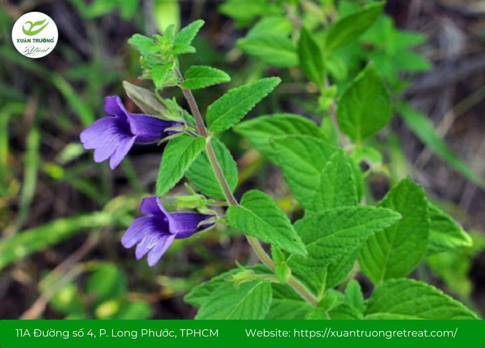 Nhân trần – cây thuốc Nam giải độc gan, hỗ trợ mát gan và lợi mật.