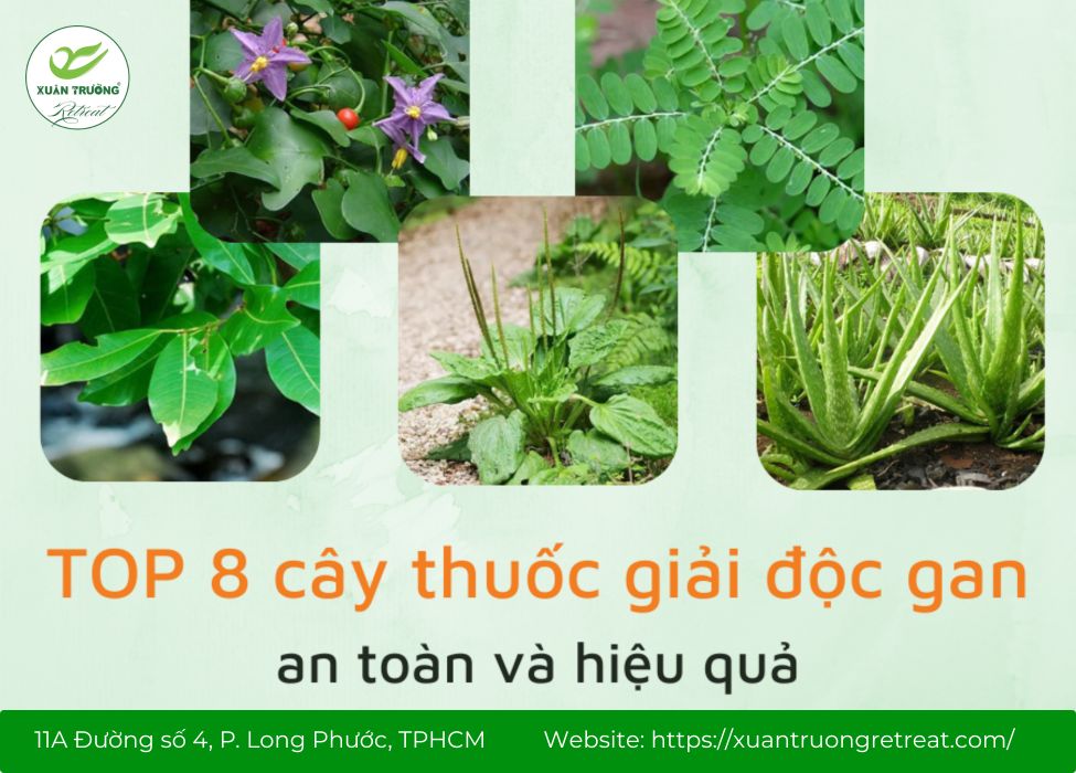 cây thuốc Nam giải độc gan