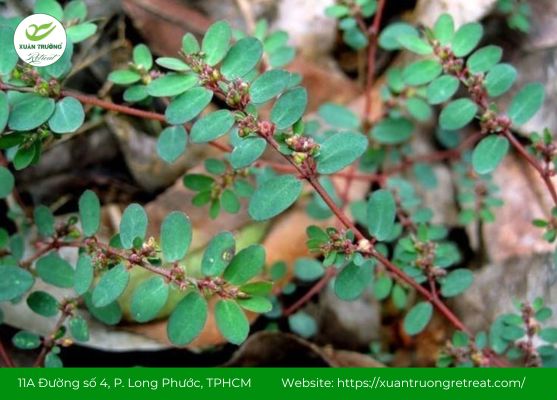 Cỏ sữa lá nhỏ – thuốc Nam trị tiêu chảy quen thuộc, dễ áp dụng