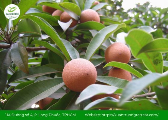 Hồng xiêm xanh – vị thuốc Nam giúp cầm tiêu chảy, làm dịu đường ruột