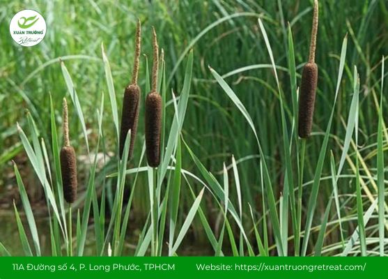 Cây cỏ nến là vị thuốc quen thuộc trong nhiều bài thuốc dân gian