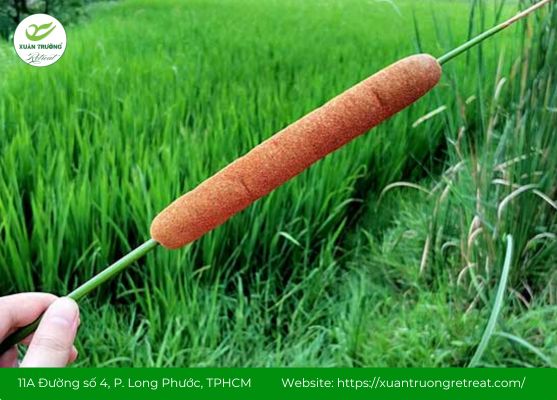 Cây cỏ nến có tác dụng lợi tiểu, hành huyết, tán ứ và cầm máu hiệu quả.