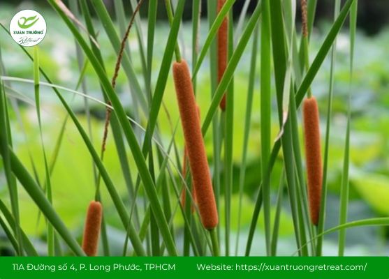 Bài thuốc dân gian từ cây cỏ nến hỗ trợ cầm máu và hoạt huyết.