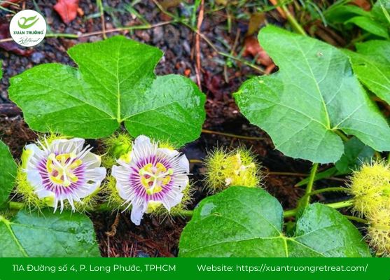 Cây lạc tiên thân leo, hoa trắng tím đặc trưng