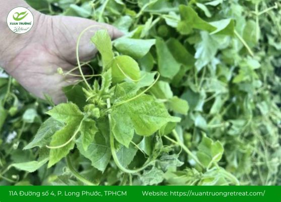 Thảo dược lạc tiên giúp thư giãn cơ xương khớp