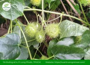 Cây lạc tiên có tác dụng gì