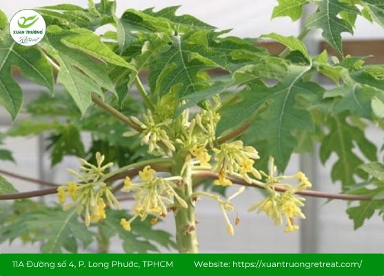 Lá đu đủ đực hỗ trợ giảm viêm, tăng cường miễn dịch và làm dịu phổi