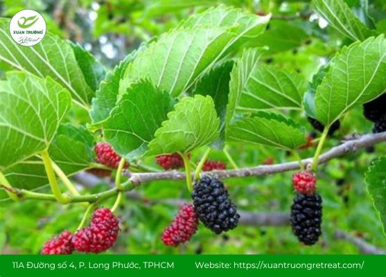 Lá dâu tằm giúp làm dịu phổi, hỗ trợ giảm ho hiệu quả